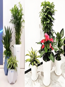 杭州湾植物出租价格曝光，租绿植原来这么实惠